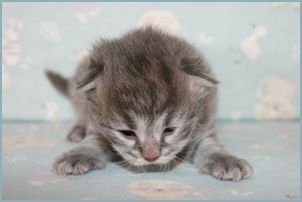 Male Siberian Kitten from Deedlebug Siberians